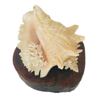 1970s Coastal Large Conch Shell on Wood Slab Stand For Sale