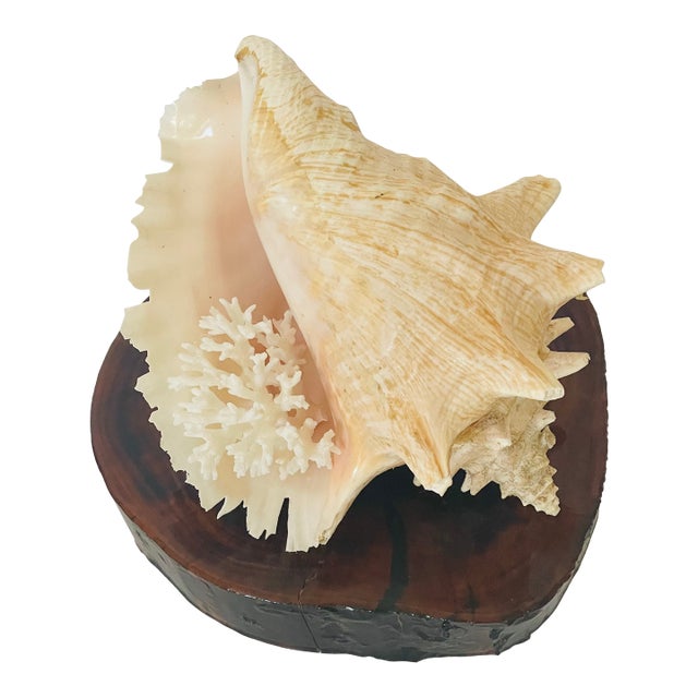 1970s Coastal Large Conch Shell on Wood Slab Stand For Sale