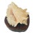 1970s Coastal Large Conch Shell on Wood Slab Stand For Sale