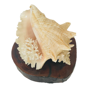1970s Coastal Large Conch Shell on Wood Stand