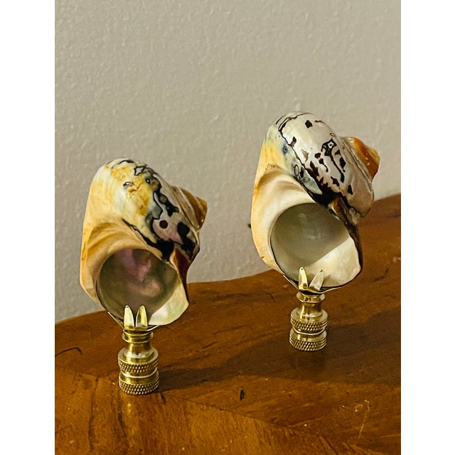 Pair of gorgeous mother of pearl brown turbo shells on brass bases.
