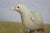 Mid 20th Century Justa Carved Buffalo Horn Bird Figurine on Wood Base MCM Sculpture For Sale - Image 9 of 11