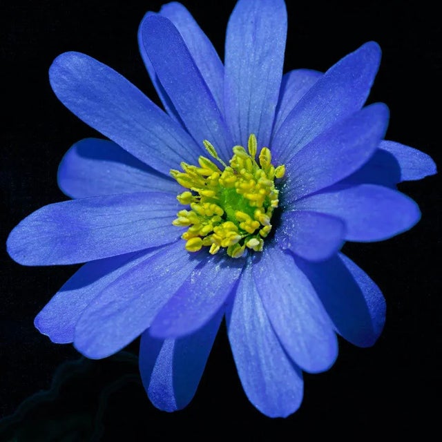 This is a Macro Botanical Photograph of a Blue Daisy against black. It is printed on Archival Fine Art Paper