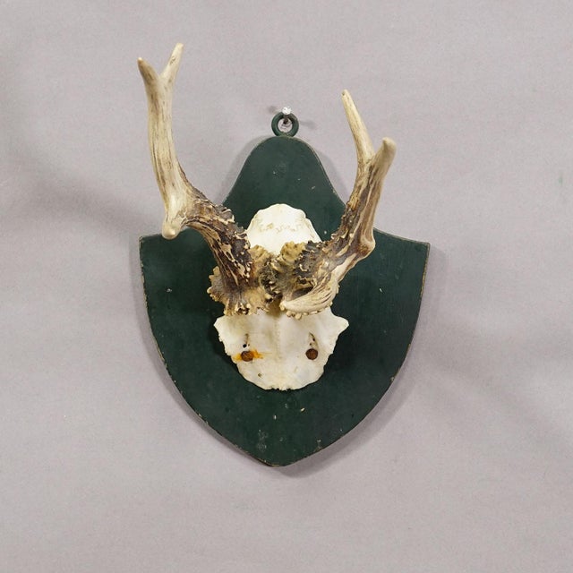 Black Forest Red Deer Trophy on Plaque - Salem Germany 1861 For Sale - Image 4 of 6