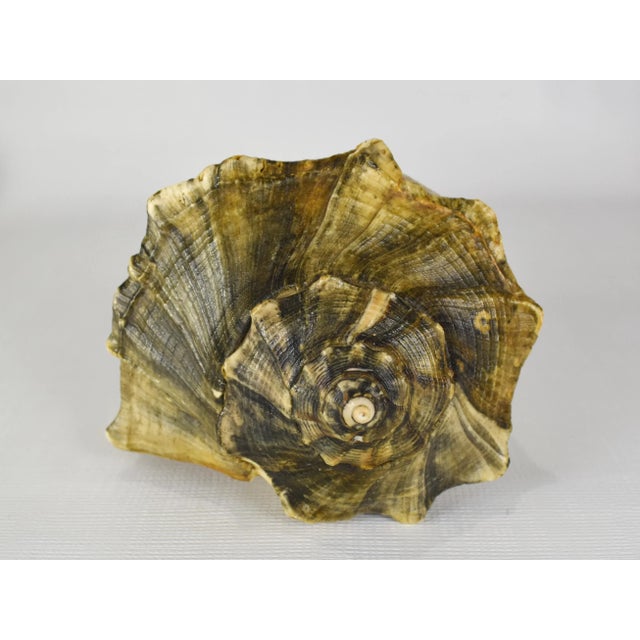 Late 20th Century Late 20th Century Vintage Natural Lightning Whelk Conch Shell For Sale - Image 5 of 12