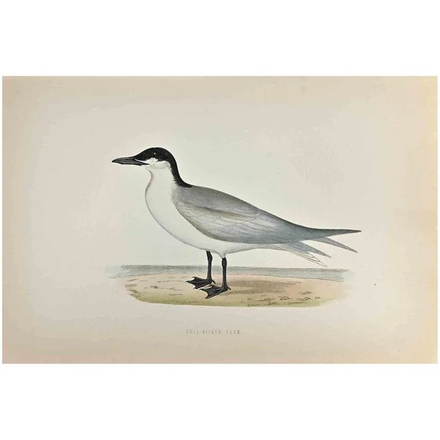 Gull-Billed Tern is a modern artwork realized in 1870 by the British artist Alexander Francis Lydon (1836-1917) . Woodcut...