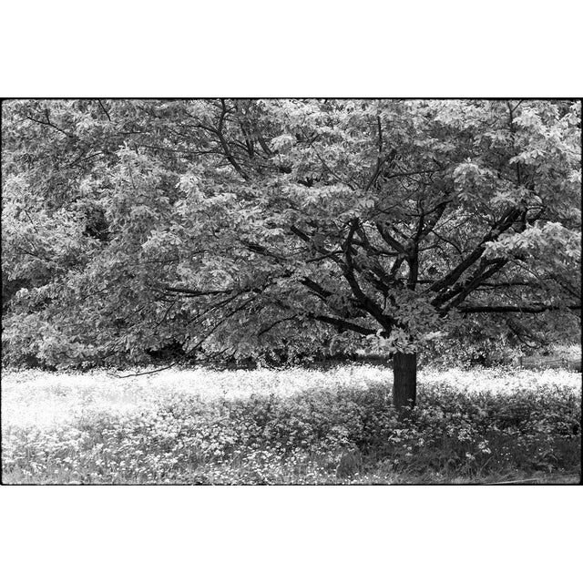 Not Yet Made - Made To Order Paul Cooklin, Trees, Edition of 50 For Sale - Image 5 of 5