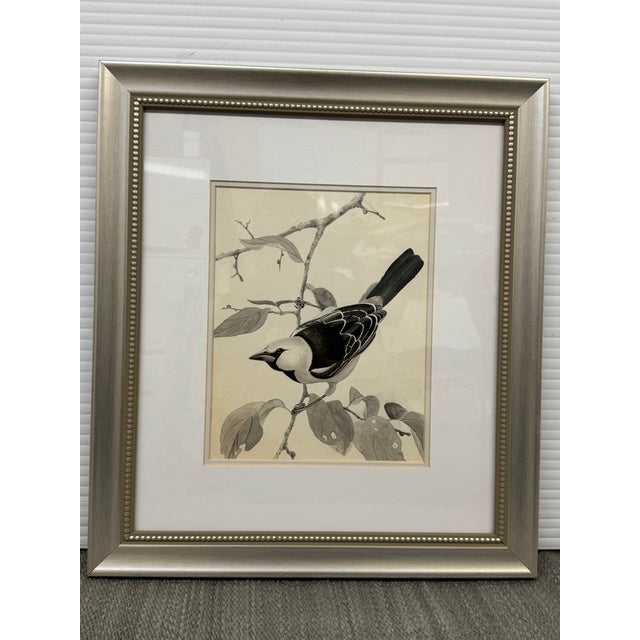 Larry Haines Loggerhead Shrike Series Bird Study Drawing, Framed For Sale - Image 10 of 12