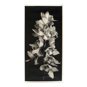 Cascade of Orchids in Black and White, Jonathan Singer, Photography