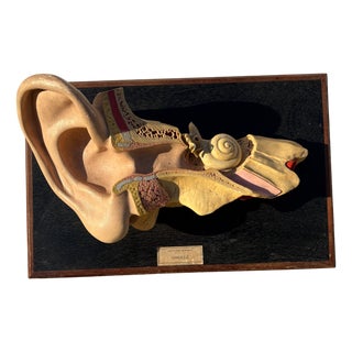 Medical Eviscerated Ear after Deyrolle, 1960 For Sale