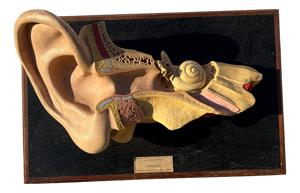 Medical Eviscerated Ear after Deyrolle, 1960
