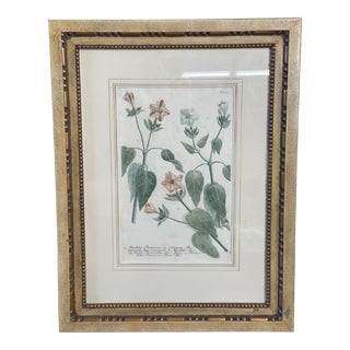 Johann Wilhelm Weinmann Mirabilis Botanical Mezzotint From Phytanthoza Iconographia (1683-1741), Circa 1740 For Sale