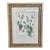 Johann Wilhelm Weinmann Mirabilis Botanical Mezzotint From Phytanthoza Iconographia (1683-1741), Circa 1740 For Sale