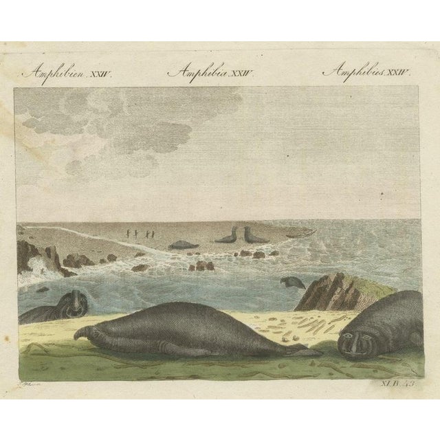 Bertuch, Elephant Seals on a Rocky Shore, 1809, Print For Sale - Image 12 of 12