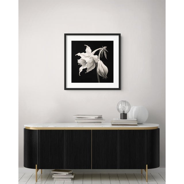 A striking black-and-white botanical print featuring Brugmansia Flower, meticulously restored and remastered from an...