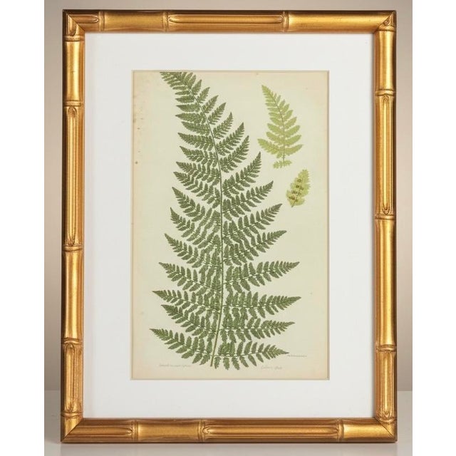 Mid 19th Century English Victorian Fern Engravings Botanicals Att. Anne Pratt in Gilt Faux Bamboo Frames - Set of 6 For Sale - Image 5 of 10