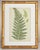Mid 19th Century English Victorian Fern Engravings Botanicals Att. Anne Pratt in Gilt Faux Bamboo Frames - Set of 6 For Sale - Image 5 of 10