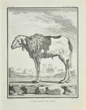 Jean Charles Baquoy, Autre Belier, Etching, 1771