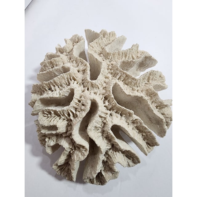 Coastal Antique Natural Brain Coral Specimen For Sale - Image 3 of 6
