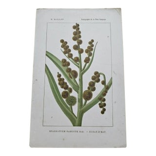 Antique French Botanical Lithograph - Sparganium by Henri Ernest Baillon For Sale