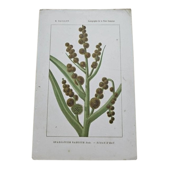 Antique French Botanical Lithograph - Sparganium by Henri Ernest Baillon For Sale
