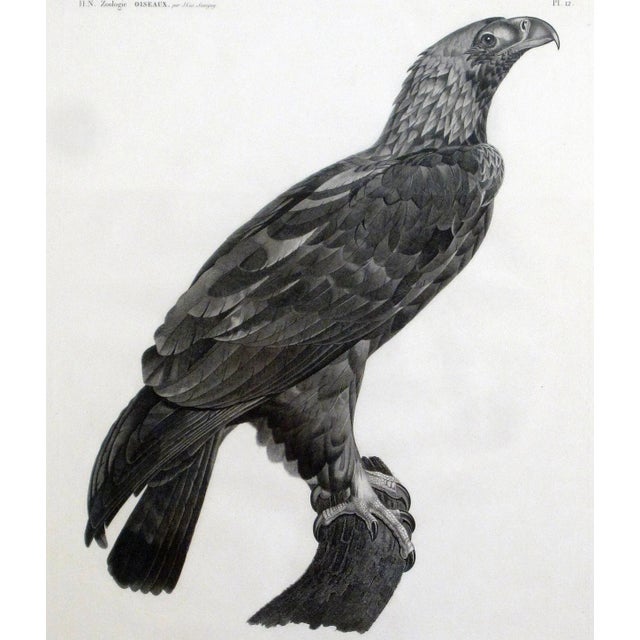 French Description De l'Égypte Imperial Eagle Engraving, Savigny, Barraband, Circa 1826 For Sale - Image 3 of 12