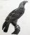 French Description De l'Égypte Imperial Eagle Engraving, Savigny, Barraband, Circa 1826 For Sale - Image 3 of 12