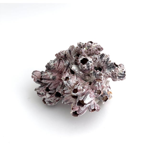 Late 20th Century Natural Barnacles Cluster For Sale - Image 5 of 8