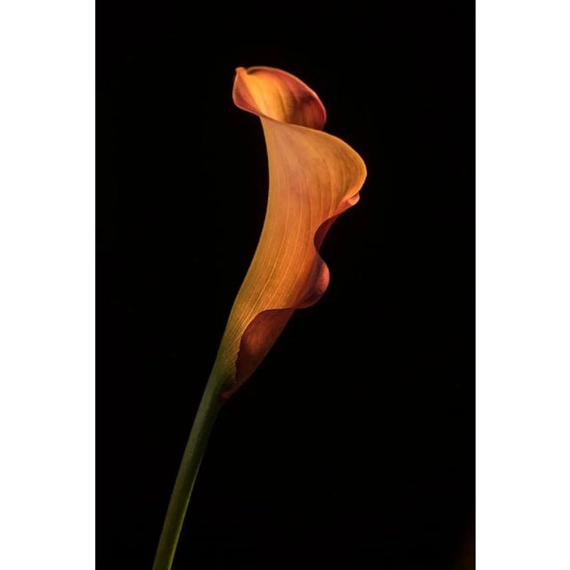 Yoko Okamoto, Orange Coloured Calla Lily, Photographic Paper, in Flawless conditions. Designed from 2000 This piece has an...