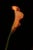 Yoko Okamoto, Orange Coloured Calla Lily, Photographic Paper, in Flawless conditions. Designed from 2000 This piece has an...