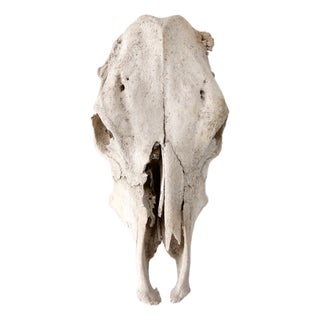 Rustic Weathered Cow Skull For Sale