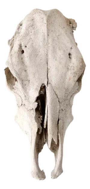 Rustic Weathered Cow Skull