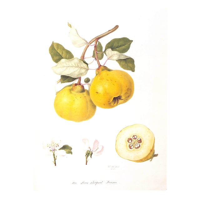 "Hooker's Finest Fruits: A Selection of Paintings of Fruits" 1989 Roach, Frederick and Stearn, William T. For Sale - Image 4 of 8