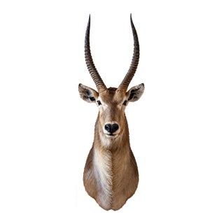 African Waterbuck Shoulder Mount Safari Trophy Wall Art Taxidermy Vintage For Sale