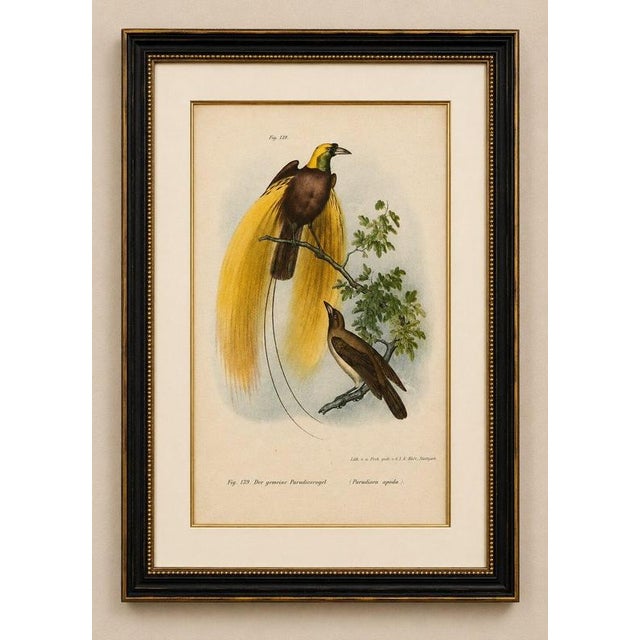 Greater Bird of Paradise Male & Female Hand-Colored Lithograph, c. 1875 : Original antique hand-colored lithograph...