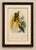 Greater Bird of Paradise Male & Female Hand-Colored Lithograph, c. 1875 : Original antique hand-colored lithograph...