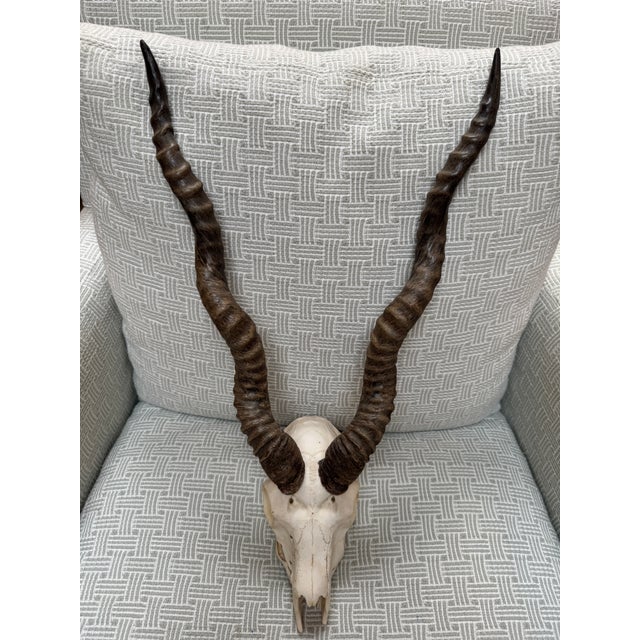 Contemporary Vintage Blackbuck Skull + Horns For Sale - Image 3 of 12