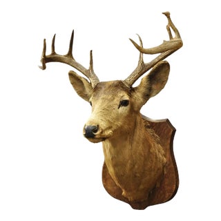 Vintage Red Deer Shoulder Mount Antler Horn Rack Taxidermy Cabin Wall Decor #2 For Sale