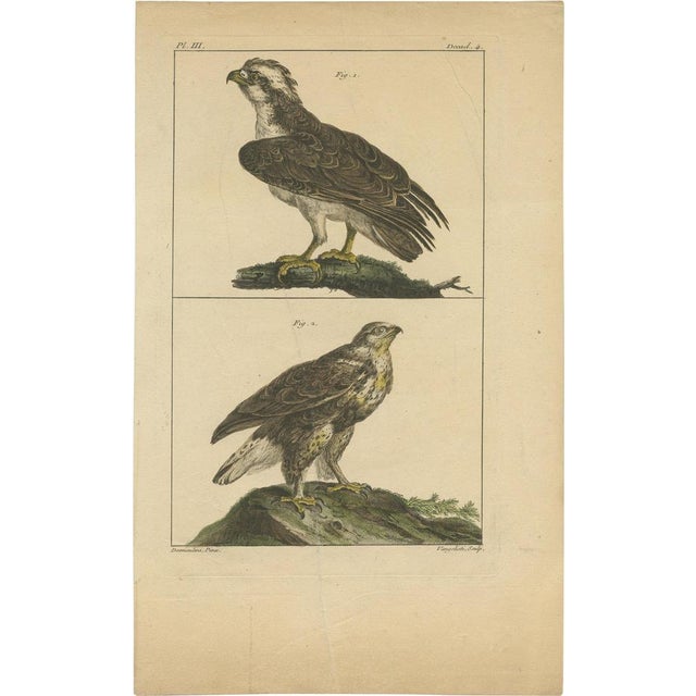 Vangelisti, Birds of Prey, 1820, Print For Sale - Image 5 of 5
