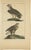 Vangelisti, Birds of Prey, 1820, Print For Sale - Image 5 of 5