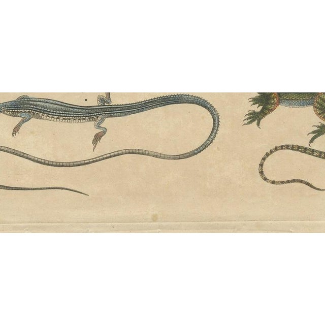 19th Century Bertuch, Five Exotic Lizards, 1820, Print For Sale - Image 5 of 12