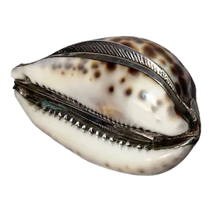 Mid 19th Century Cowrie Shell Snuff Mull