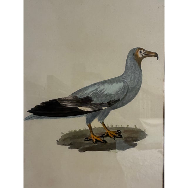Traditional Natural Curiosities “Rachamah” Bird of Pharaoh Print After James Bruce For Sale - Image 3 of 8