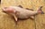 Vintage 49" Large Red Drum Full Wall Mount Taxidermy Redfish Fish Replica. Circa Late 20th Century. Measurements: 19" H x...