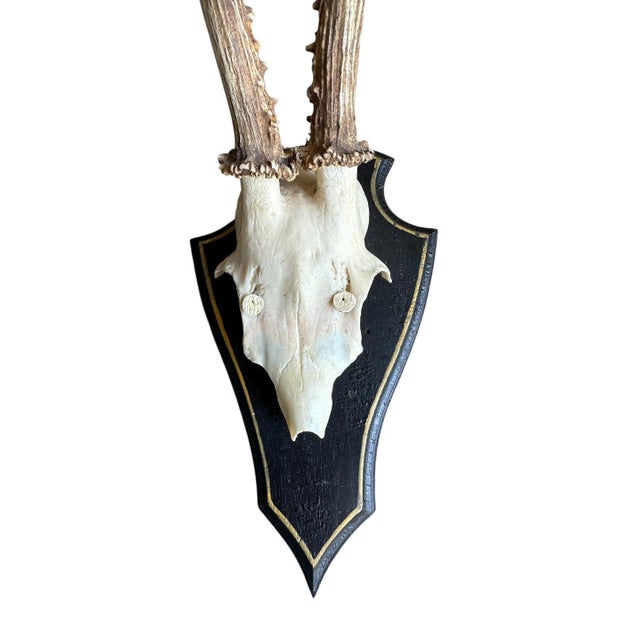 Roe deer trophy mounted on a wood plaque.