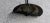 Black Floor Lamp from Antonangeli, 1980s For Sale - Image 17 of 18