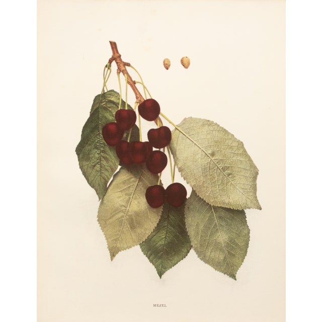 A magnificent original antique photogravure (print) of Mezel Cherries by Ulysses Prentiss Hedrick (1870-1951). Superb...