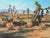 Darwin Duncan Southwest California Landscape with Joshua Trees Oil on canvas Signed lower right: Darwin Duncan 20 inches x...
