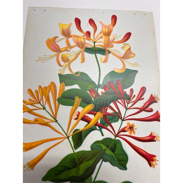 American Antique Gardening Honeysuckle Print For Sale - Image 3 of 5