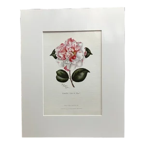 Vintage Lila Moore Keen "Camellia Peter S. Nyce" Print in 14x18 Mat